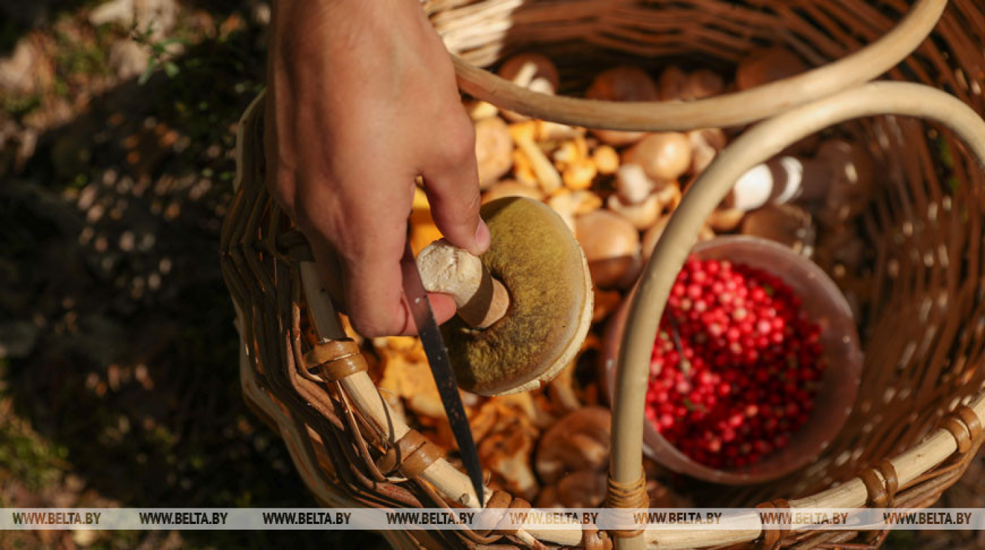 Десять грибников и ягодников заблудились в лесах страны за сутки