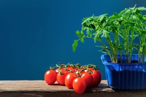 Соберете до 6 кг с куста: назван один из самых урожайных ранних сортов томатов