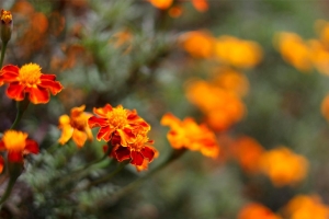 Цветочный сезон открыт! Что уже можно высаживать прямо в открытый грунт?