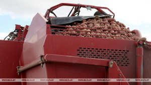 Аграрии Минской области убрали картофель с 63% площадей