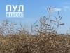 Лукашенко инспектирует ход уборочной