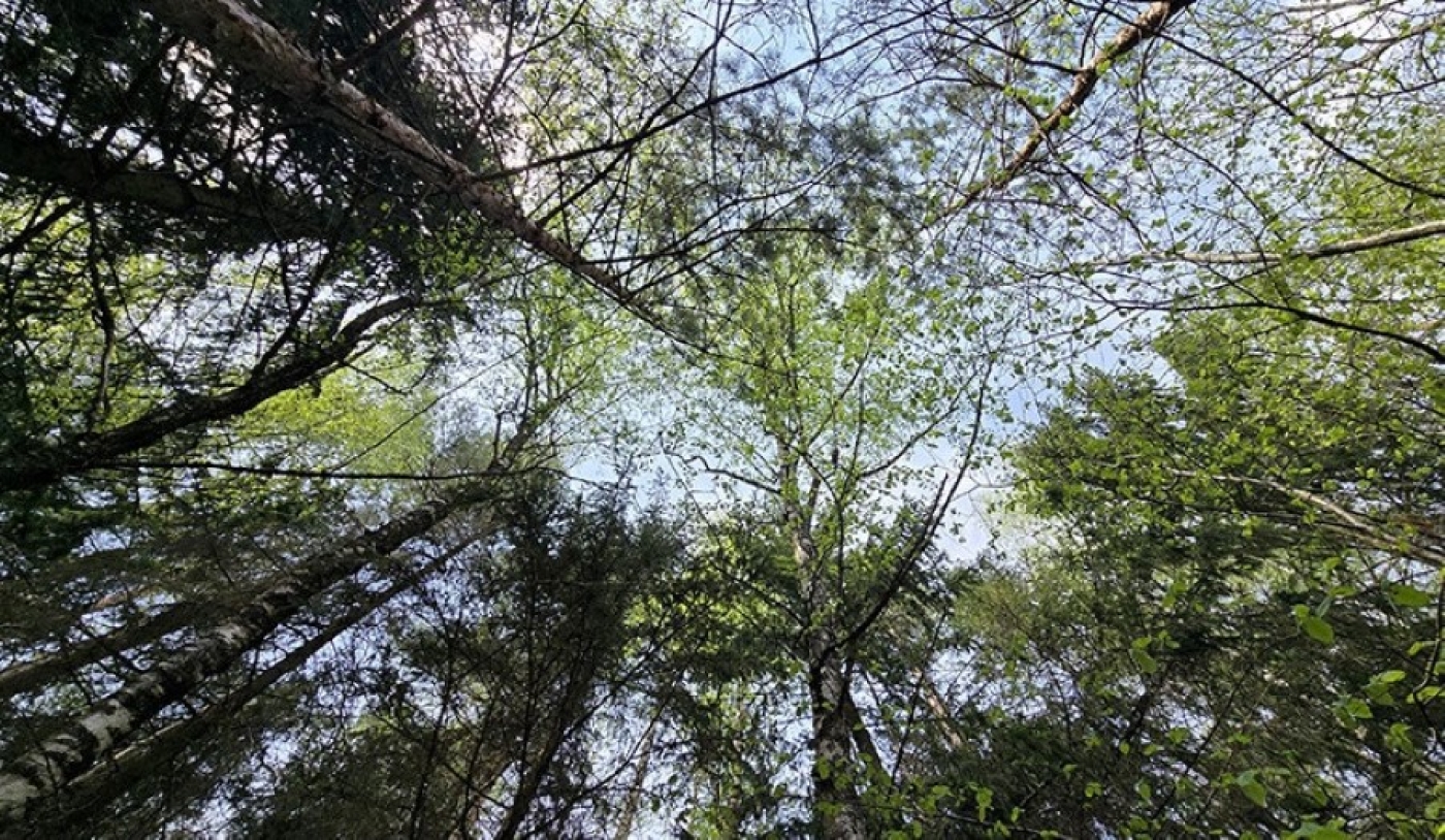 Ограничения на посещение лесов действуют в 92 районах Беларуси