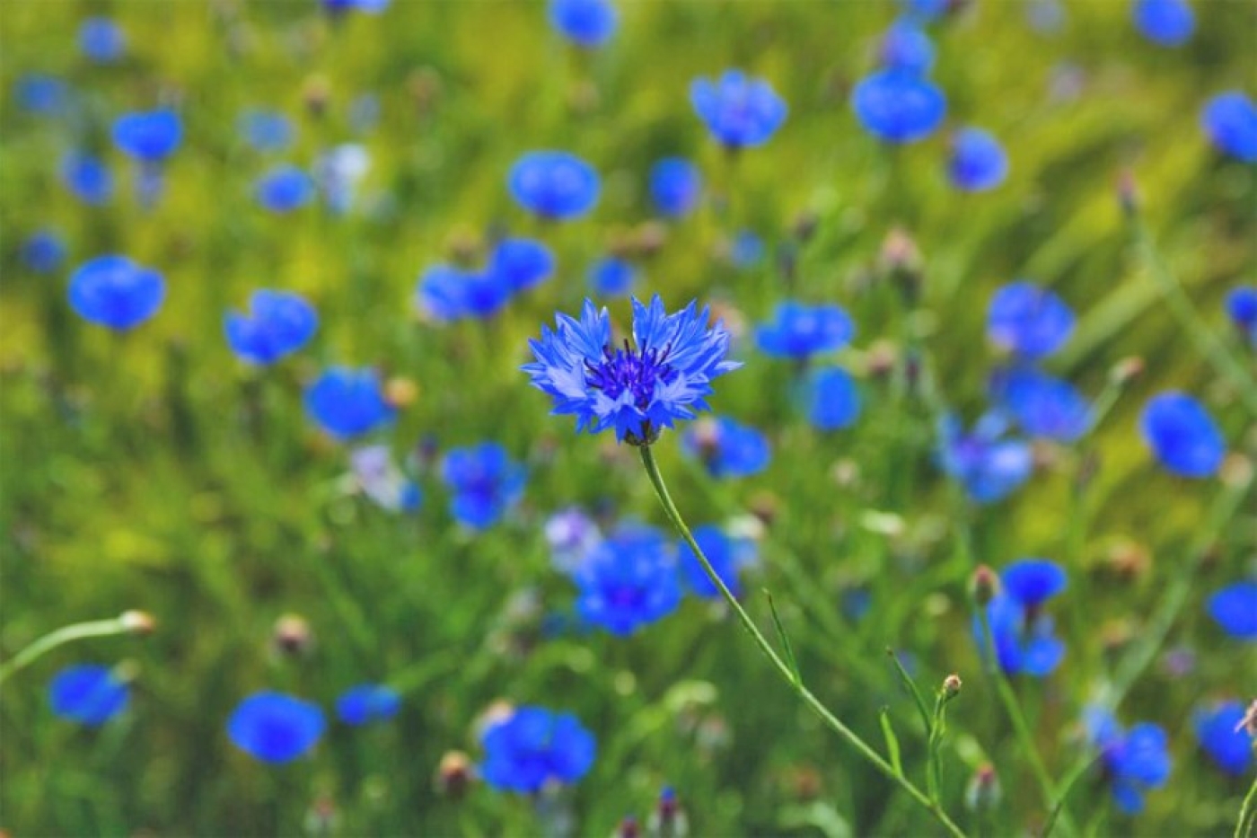 Погода в Беларуси 30 июля: оранжевый уровень опасности из-за гроз, ливней, шквалистого ветра и до +29 °С