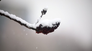 Сохранится ли теплая погода в Беларуси 29 декабря, рассказали синоптики