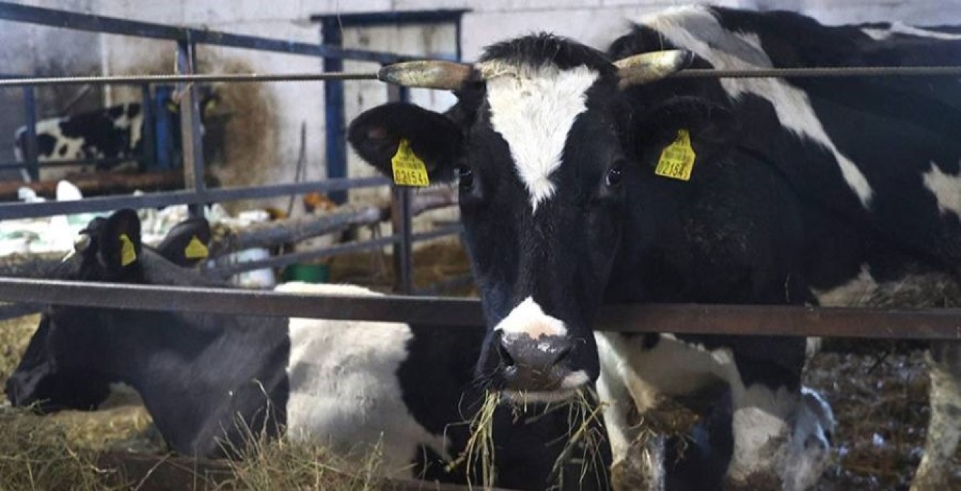 Минщина впервые преодолела порог в 7.000 килограмм удоя молока на одну корову