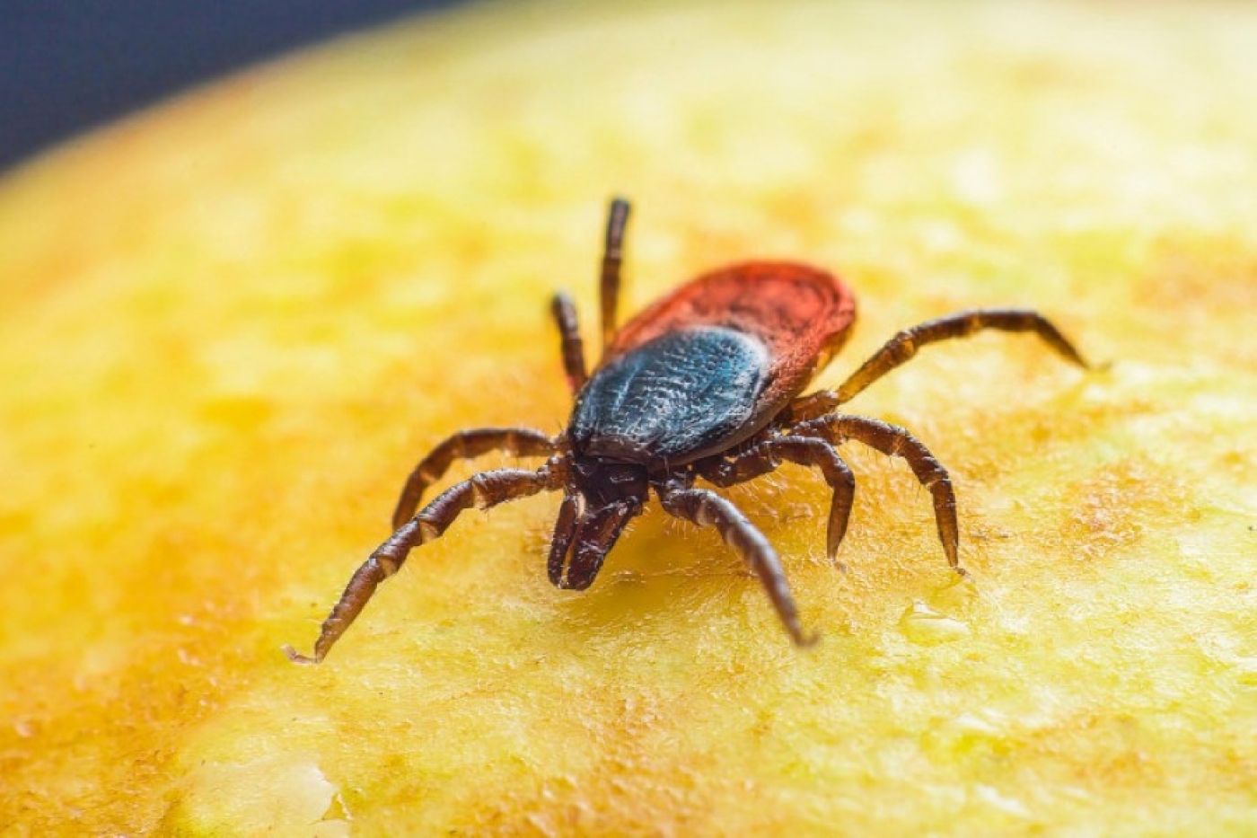 Мало снять клеща: почему визит к врачу обязателен, рассказала эксперт
