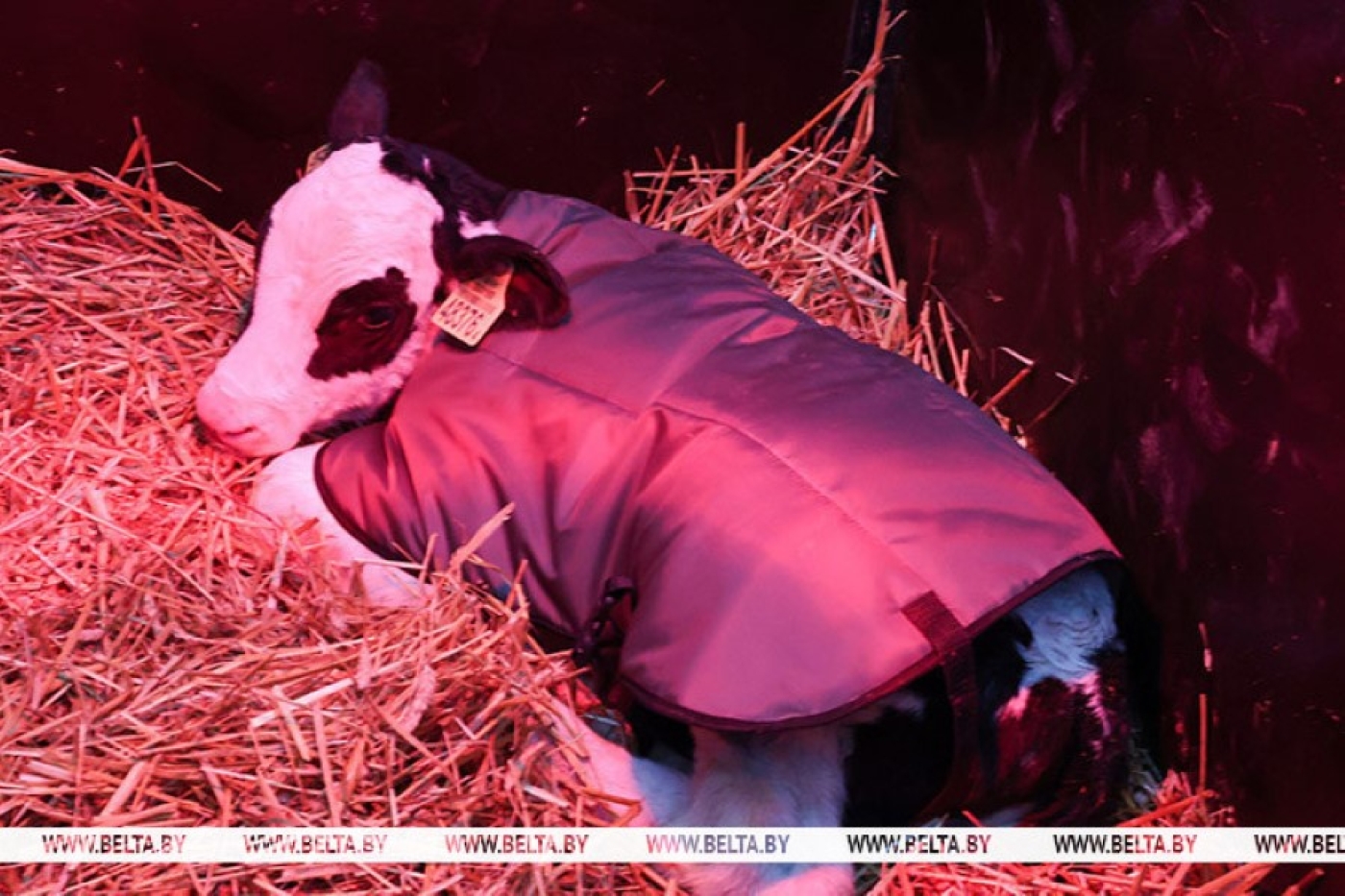 Лукашенко о падеже: моральное уродство, если мы не можем защитить в эту погоду братьев наших меньших