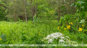 Массовые ограничения на посещение лесов введены в Беларуси