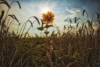 Погода в Беларуси 27 августа: кратковременные дожди и от +4 °С до +22 °С