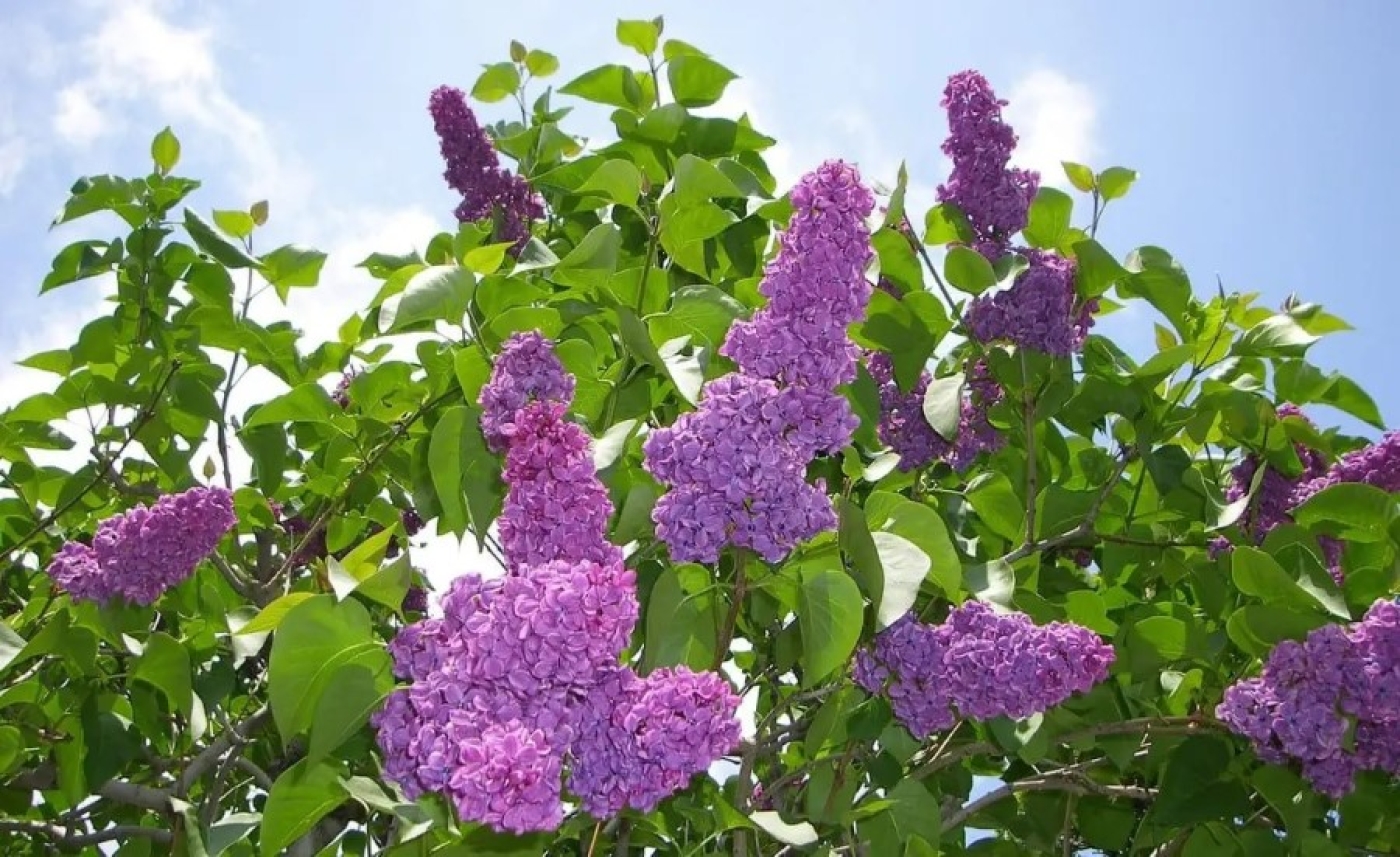 Погода в Беларуси 1 мая: оранжевый уровень опасности из-за сильного ветра, дожди и от +2 °С до +18 °С