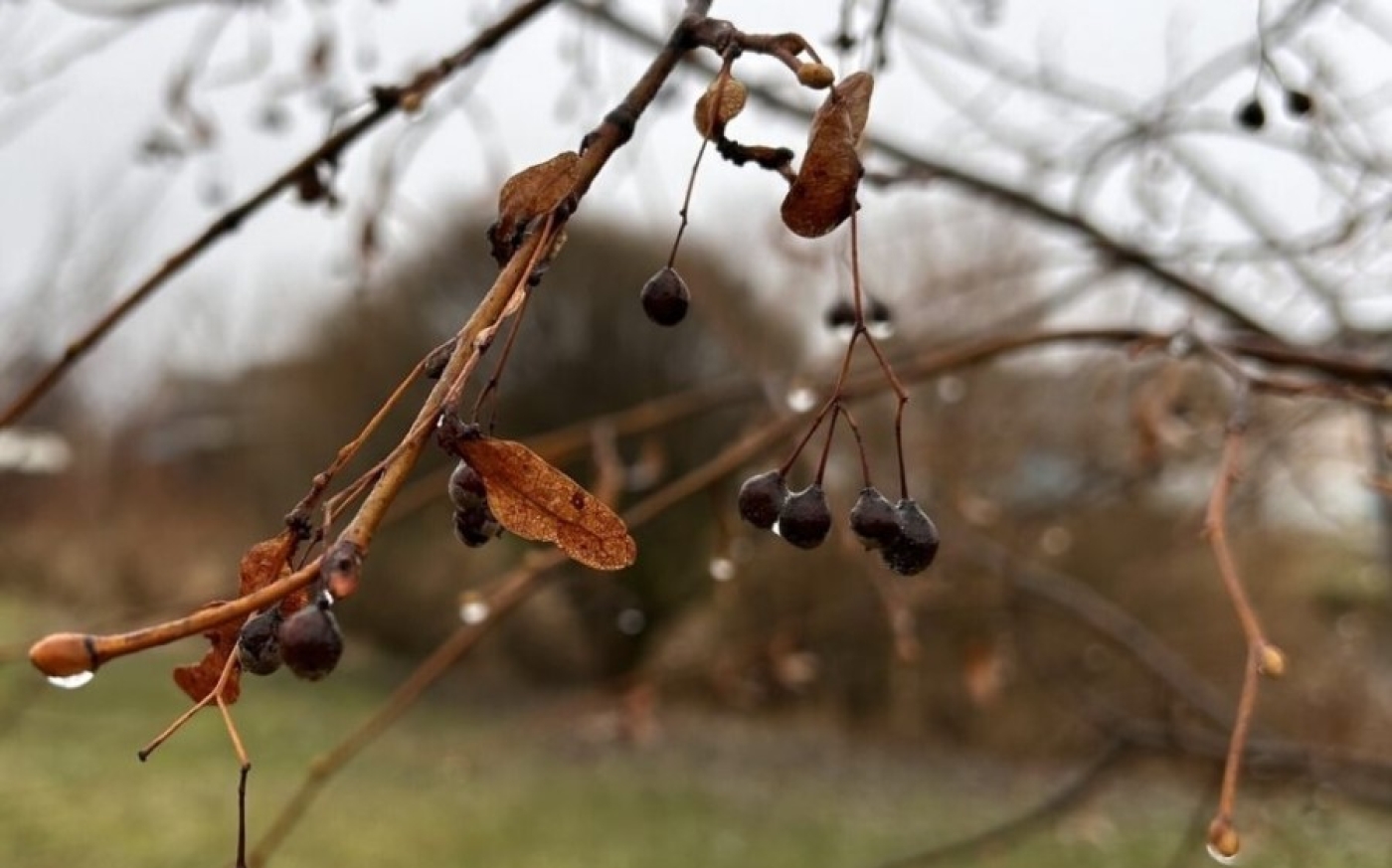 Как потепление сказывается на флоре и фауне заповедных территорий Беларуси, рассказал ученый