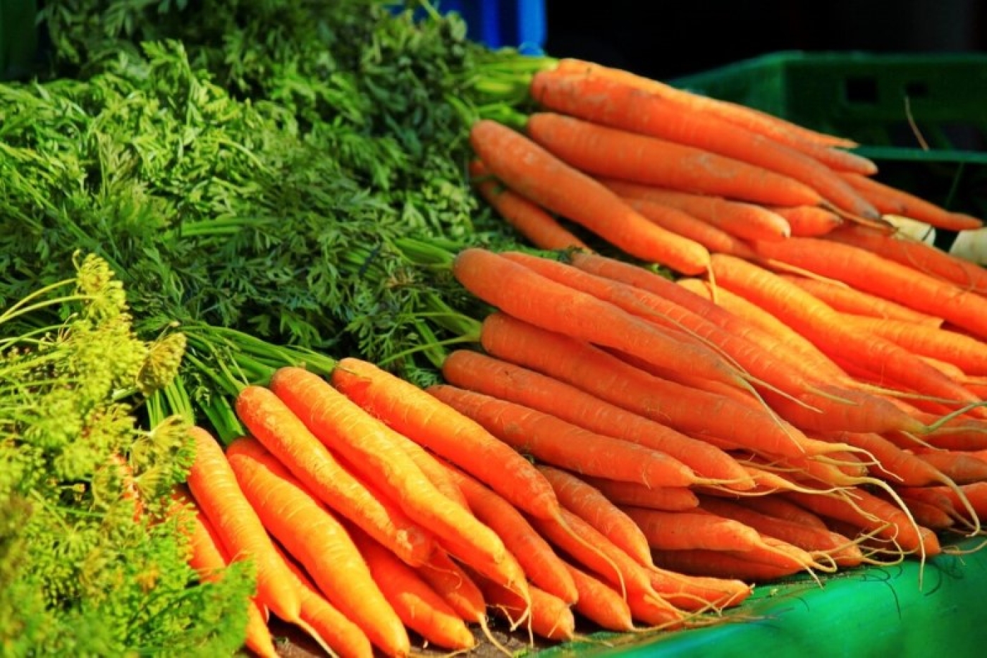 Посадка картофеля и моркови в июне 2024. Лучшие сорта и подходящие дни по лунному календарю