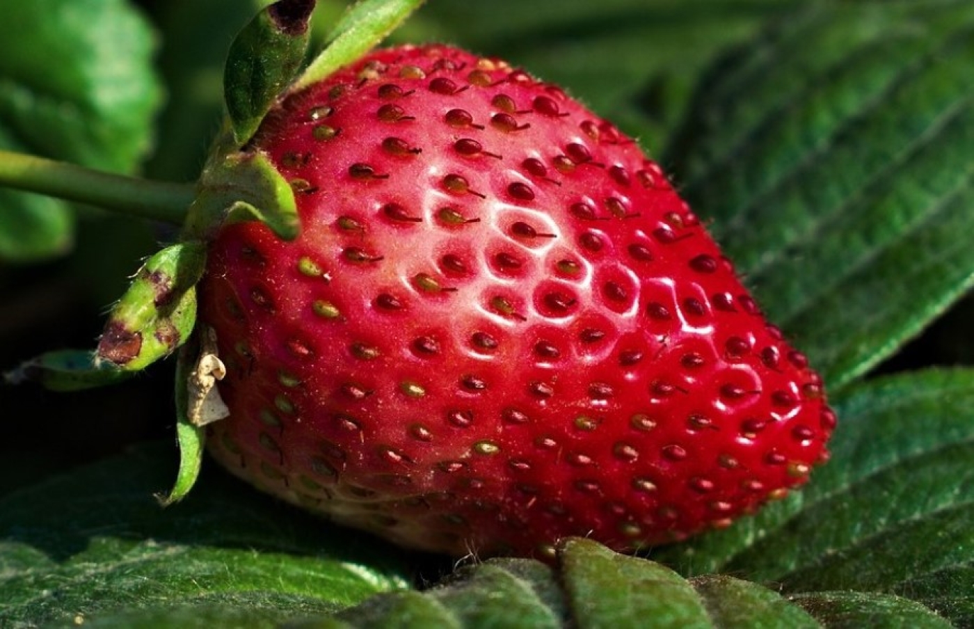 Зимний метод посадки клубники. Простой секрет повышает всхожесть семян в разы