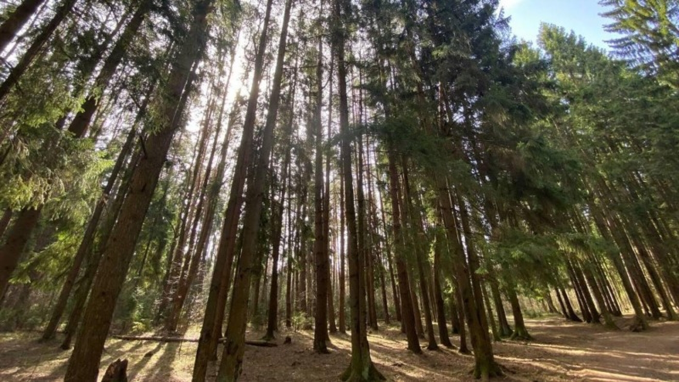 Запреты и ограничения на посещение лесов введены почти в 100 районах Беларуси