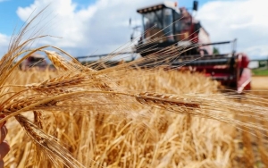 В Беларуси намолотили первый миллион тонн зерна