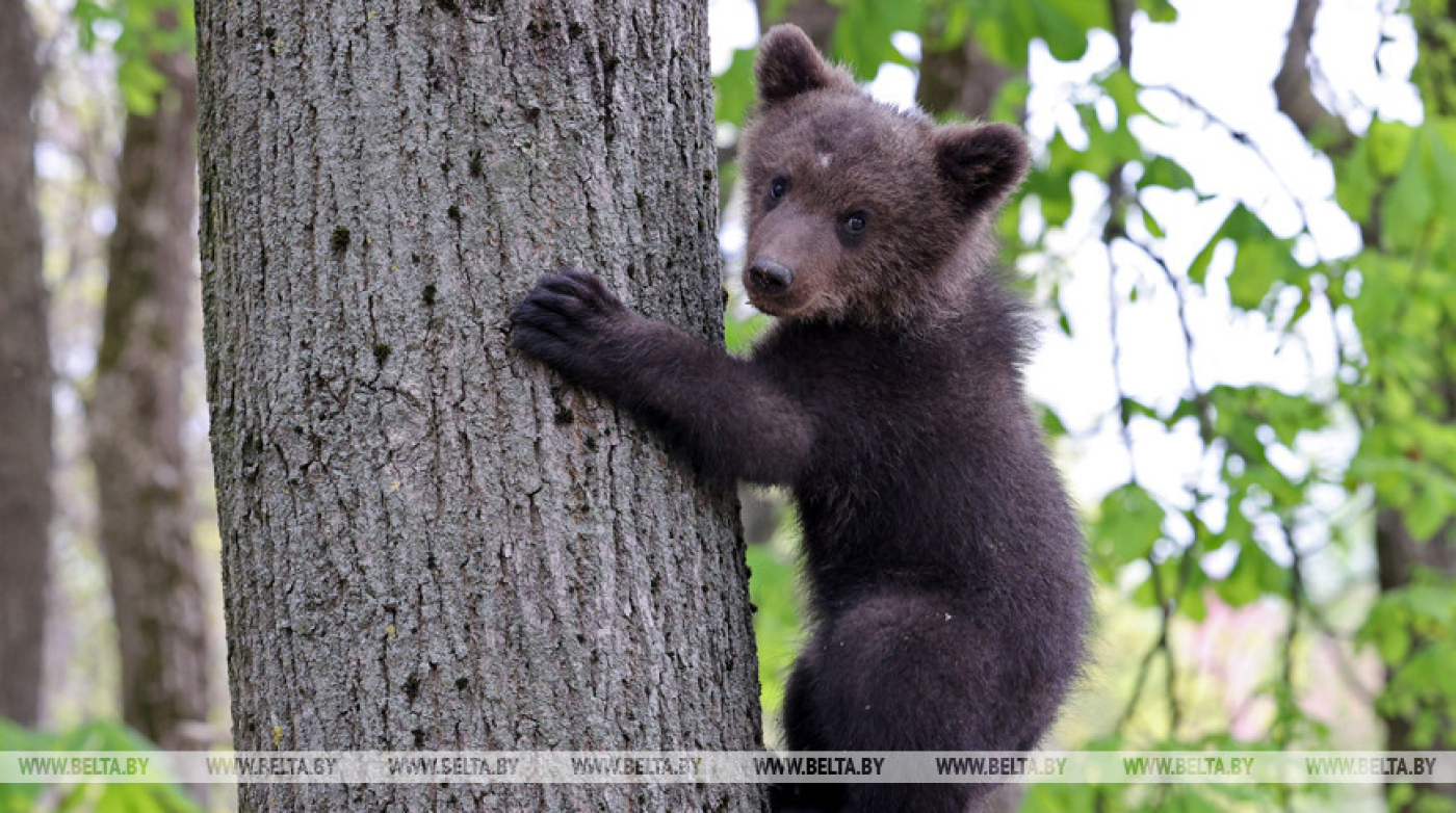 Осторожно, медведи. Рекомендации Госинспекции охраны животного и растительного мира