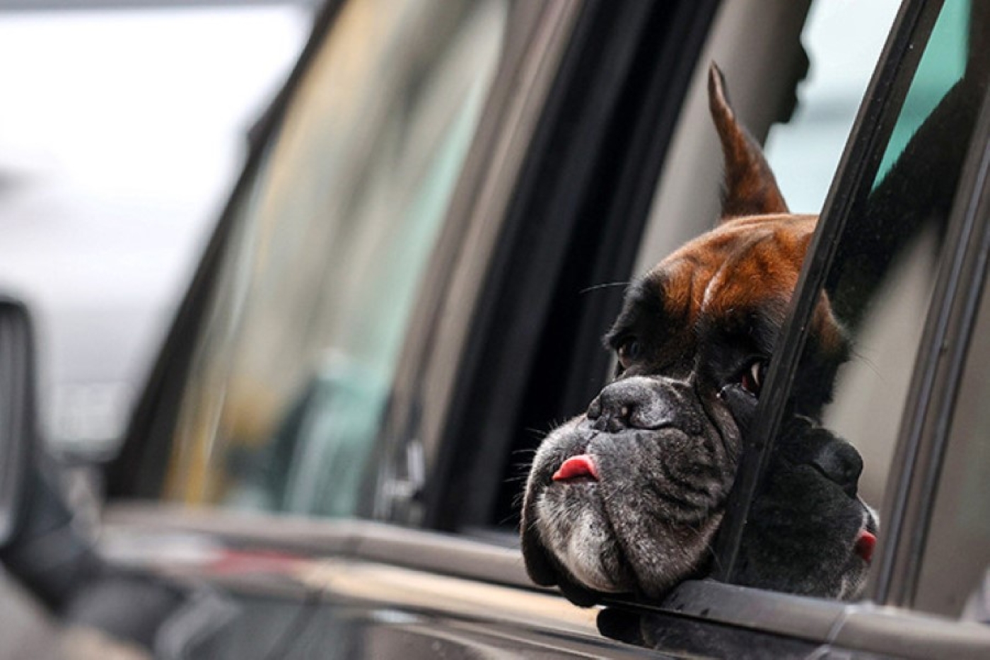 Владельцам собак в Беларуси нужно платить налог. Для кого существуют льготы?
