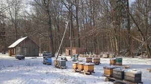 Как завершается зимовка лесных пчел, рассказали в Беловежской пуще