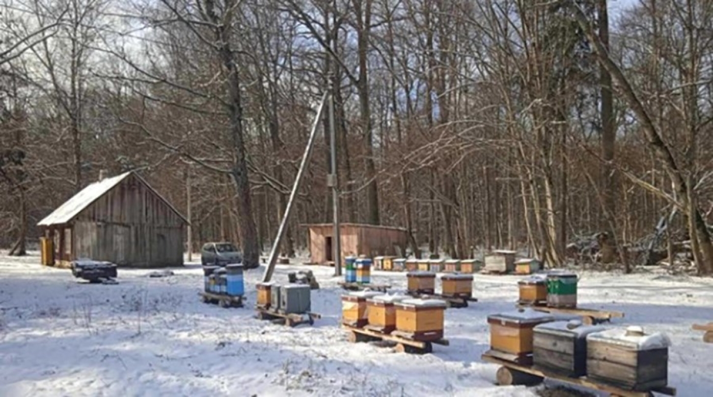 Как завершается зимовка лесных пчел, рассказали в Беловежской пуще