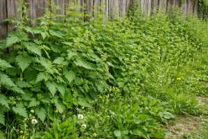 Как избавиться от сорняков у забора на всё лето: способ, который реально работает весь сезон