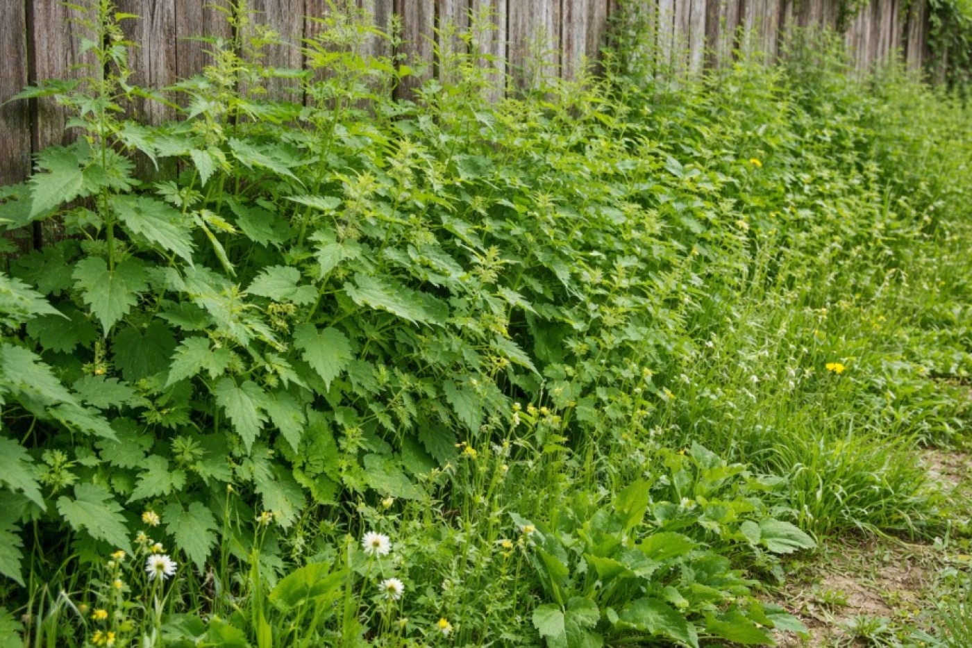 Как избавиться от сорняков у забора на всё лето: способ, который реально работает весь сезон