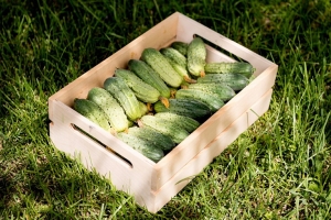 На каких грядках сажать огурцы – вот лучшие предшественники