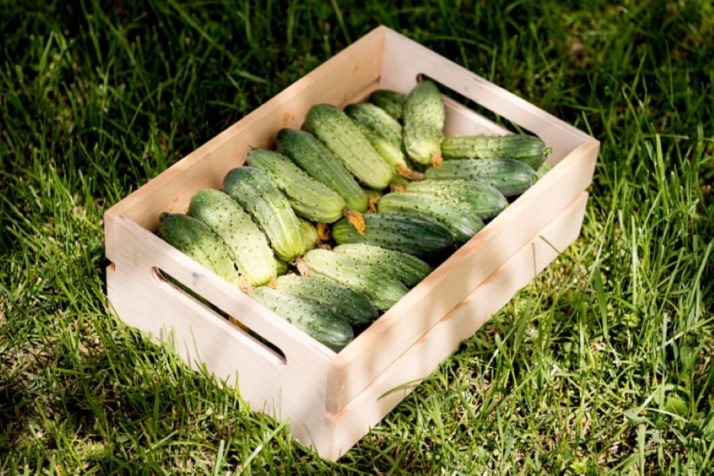 На каких грядках сажать огурцы – вот лучшие предшественники