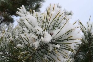 Погода в Беларуси в выходные: переменная облачность, преимущественно без осадков и от -6 °С до +14 °С