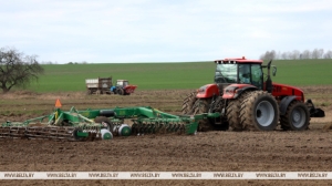 Ранние яровые культуры в Беларуси посеяны на более 100 тыс. га площадей