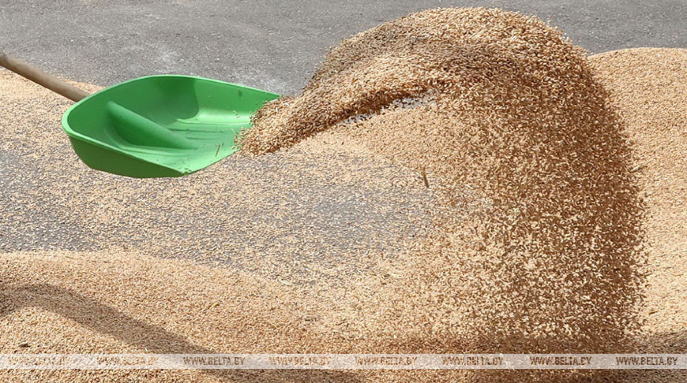 Девять тонн закопанного зерна обнаружили правоохранители в хозяйстве Кобринского района