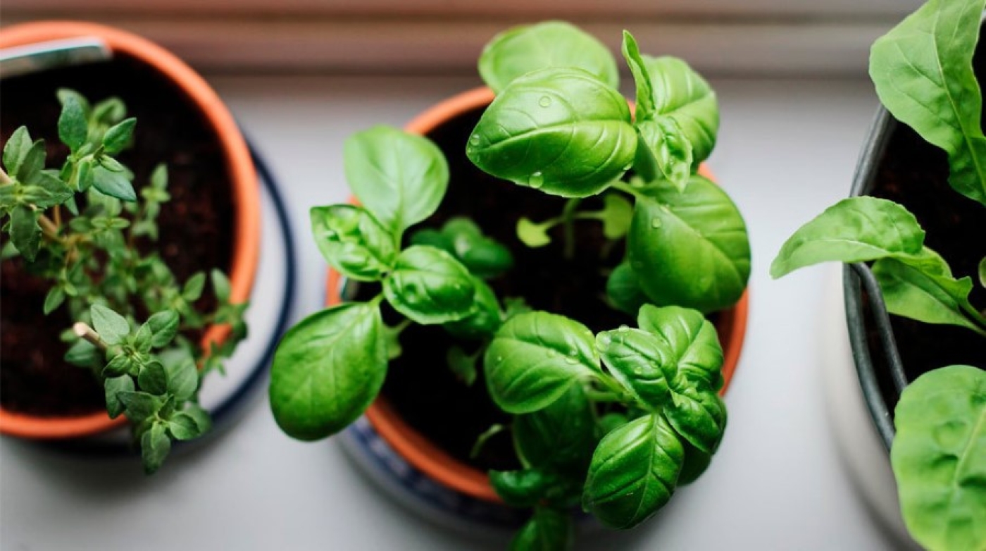 Можно ли привезти для себя из-за границы растения в горшках, рассказали в ГТК