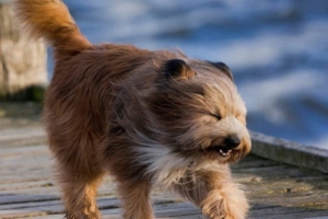 Погода в Беларуси 7 апреля: оранжевый уровень опасности из-за порывистого ветра и до +9 °С