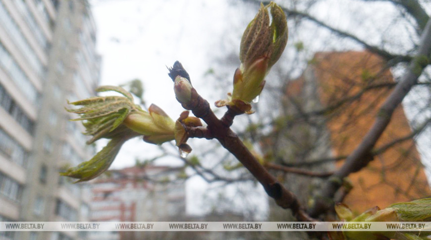 Дожди и до +19°С ожидается сегодня в Беларуси