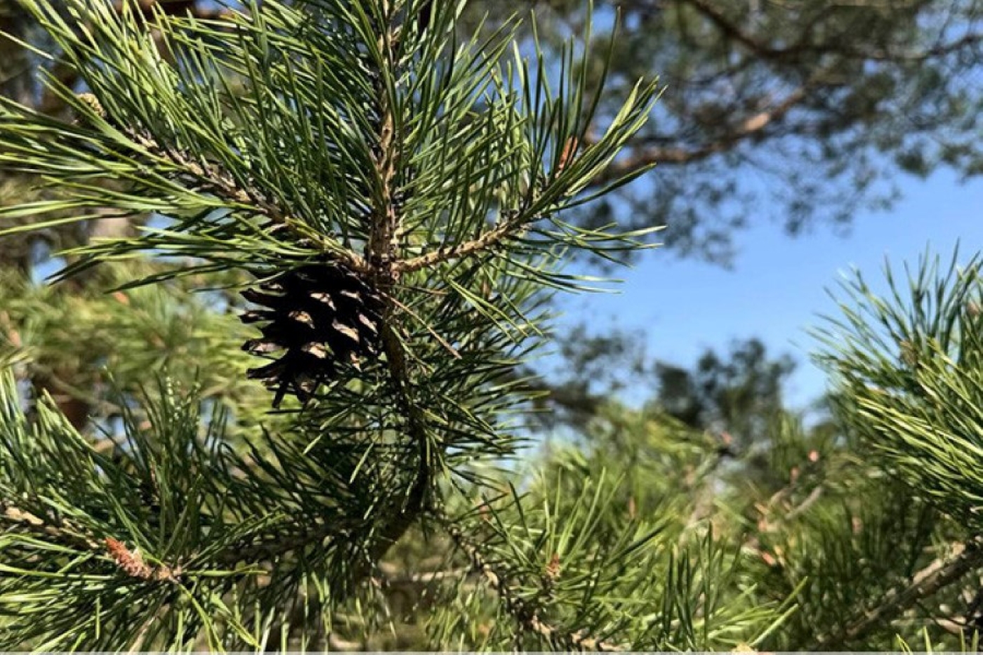 Ограничения на посещение лесов действуют почти на всей территории Беларуси