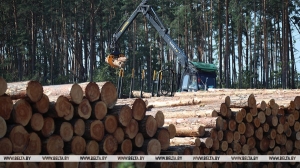 Лукашенко поручил за будущий год восстановить лесонасаждения на пострадавших от стихии территориях