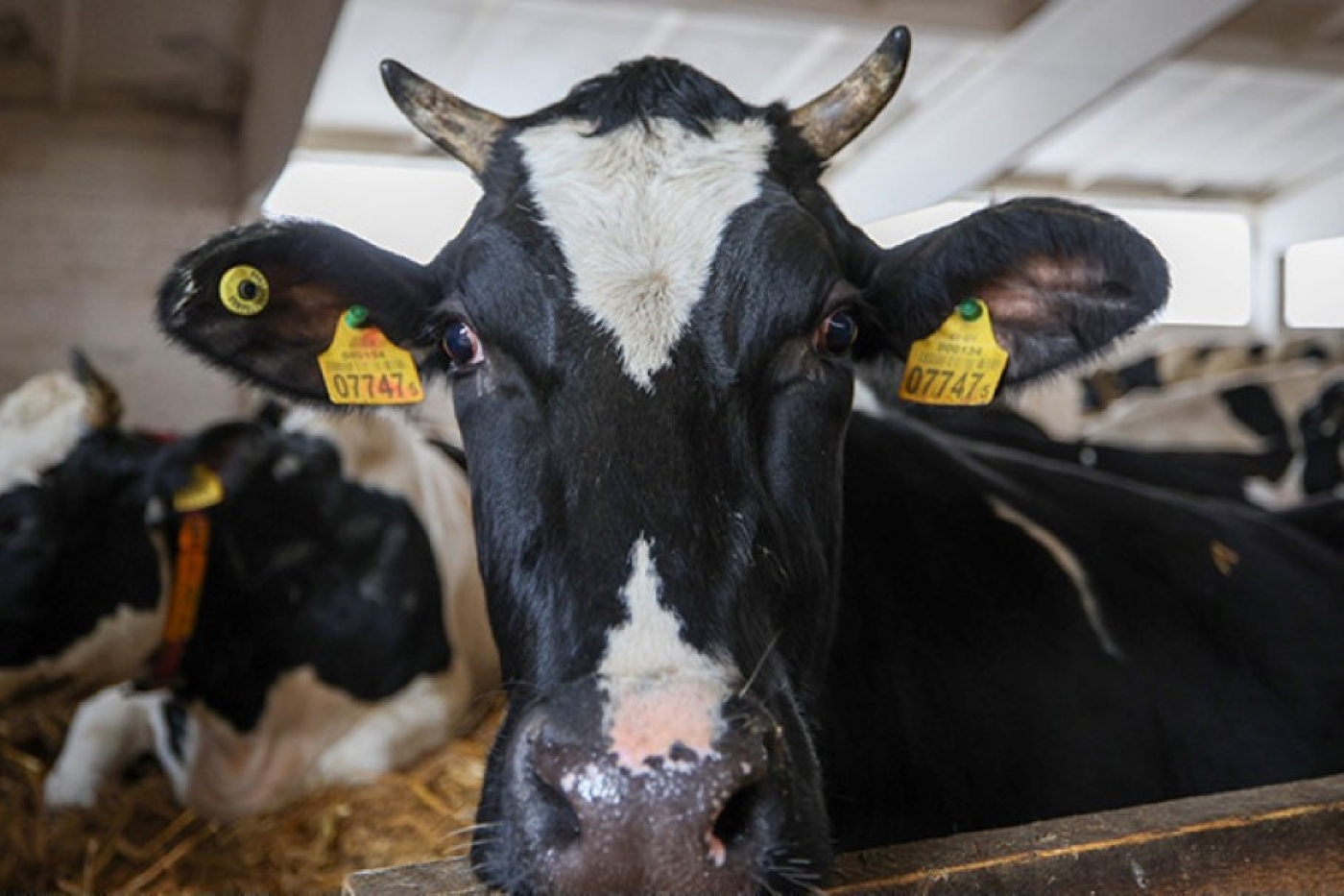 В Минской области, кажется, нашли способ снизить падеж скота и теперь будут тиражировать этот опыт