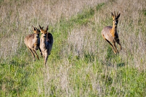 Погода в выходные: кратковременные дожди, ночные заморозки и до +17 °С днем
