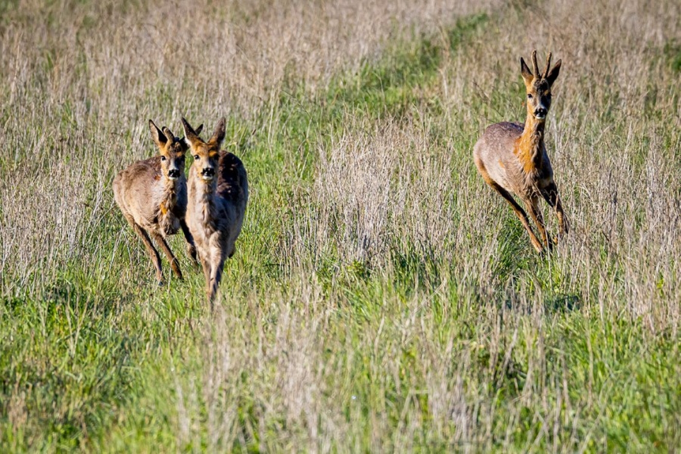 Погода в выходные: кратковременные дожди, ночные заморозки и до +17 °С днем