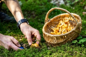 Какие грибы в лесу не стоит собирать