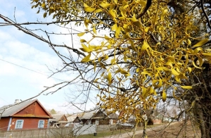 Предприятия ЖКХ Минской области благоустроят дворы ветеранов ВОВ