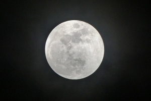 Лунный календарь для садоводов и огородников с 21 по 23 апреля 2026 года