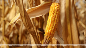 Жители Копыльского района похитили с сельхозпредприятия почти 17 тонн зерна кукурузы