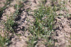 Как перезимовали озимые в Беларуси, рассказали в Минсельхозпроде