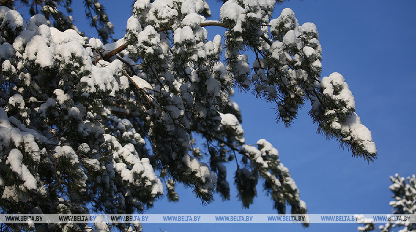 Слабый туман и гололедица ожидаются сегодня в Беларуси