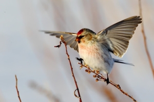 Погода 2 апреля: преимущественно без осадков и до +19 °С