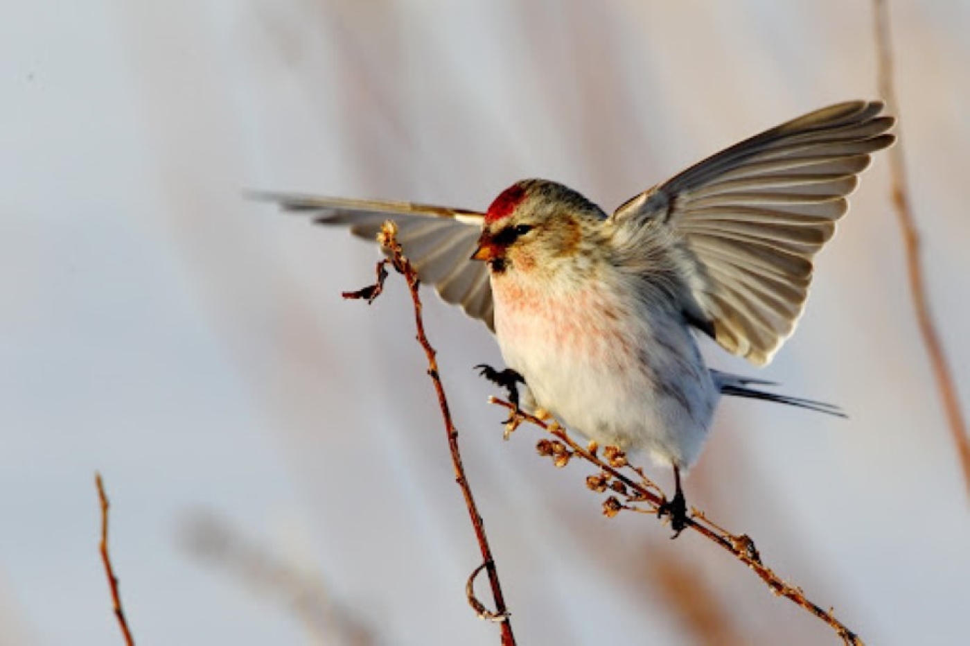 Погода 2 апреля: преимущественно без осадков и до +19 °С