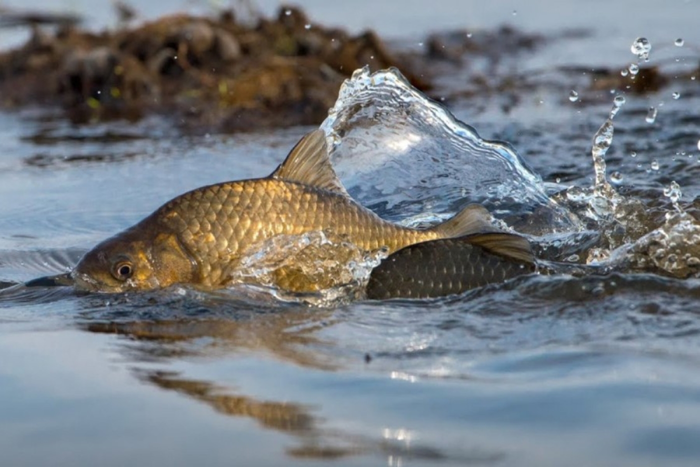 Зачехляем удочки? В Беларуси с 20 марта начинается нерестовый запрет на ловлю рыбы
