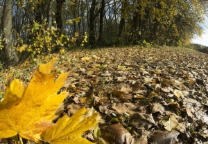 Погода 5 ноября: оранжевый уровень опасности из-за тумана, небольшие дожди и до +13 °С