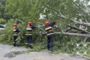 В Минской области из-за падения деревьев травмированы двое детей