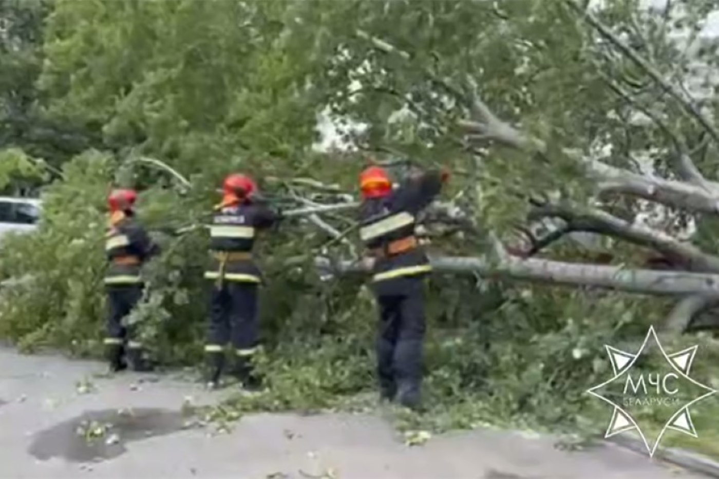 В Минской области из-за падения деревьев травмированы двое детей